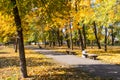 Alley with yellow maple trees in city park at autumn Royalty Free Stock Photo