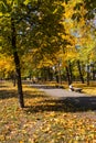 Alley with yellow maple trees in city park at autumn Royalty Free Stock Photo