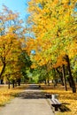 Alley with yellow maple trees in city park at autumn Royalty Free Stock Photo