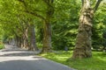 Alley on Zoologischer Stadtgarten, Karlsruhe Royalty Free Stock Photo