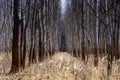 The alleys of birches in the deciduous forest in the middle is a strip of withered, yellow, mature grass Royalty Free Stock Photo