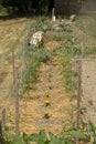Alleys of crops against stakes, alternated by an alley of yellow and orange marigolds and mulching on the ground, in the vegetable