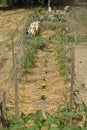Alleys of crops against stakes, alternated by an alley of yellow and orange marigolds and mulching on the ground, in the vegetable