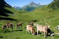 Allgauer Alpen , Germany