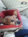 Alli car ride rat Terrier Mix