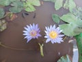 Alli Flower In Mud In Pot Fish