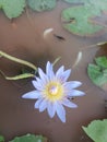 Alli Flower In Mud In Pot Fish