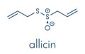 Allicin garlic molecule. Formed from alliin by the enzyme alliinase. Believed to have a number of positive health effects..