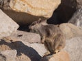 Allied Rock Wallaby sitting on a large rock