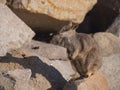 Allied Rock Wallaby standing and smelling the air