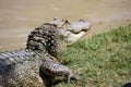 Alligator Royalty Free Stock Photo