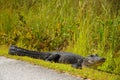 Alligator Near Highway