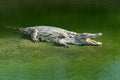 Alligator Royalty Free Stock Photo