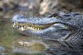 Alligator Royalty Free Stock Photo