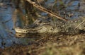 Alligator (Alligator mississippiensis) in swamp Royalty Free Stock Photo