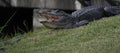 Alligator with Baby Gators