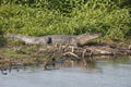 Alligator Basking at the Edge of a Pond Royalty Free Stock Photo