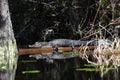 Alligator basking on a log in a dark swamp with lily pads Royalty Free Stock Photo