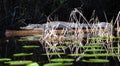 Alligator basking on a log in a dark swamp with lily pads Royalty Free Stock Photo