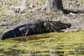 An Alligator Basking in the Sun Royalty Free Stock Photo