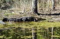 An Alligator Basking in the Sun Royalty Free Stock Photo