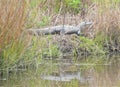The Alligator Bides His Time Sunning Himself And Watching Everything On And In The Island Waterway