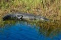 Alligator body sunning water grass Everglades Fl