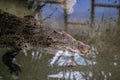 Alligator Caiman Crocodile reptile in zoo