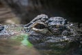 Alligator Caiman Crocodile reptile in zoo Barcelona