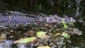 Alligator calmly swims in water of the everglades, Fl