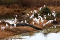 Alligator with cattle egrets Royalty Free Stock Photo