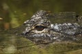 Alligator close-up Royalty Free Stock Photo