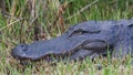 Alligator close-up, Everglades National Park, Florida Royalty Free Stock Photo