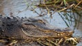 Alligator close-up taken at Everglades National Park, Florida Royalty Free Stock Photo