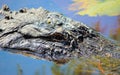 Alligator Close-up at Orton Pond Royalty Free Stock Photo