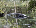 Alligator Stock Photos.   Alligator head close-up profile view in the water resting on a log with reflection.  Portrait. Photo. Royalty Free Stock Photo