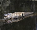 Alligator Stock Photos.  Image. Portrait. Picture. Open mouth, displaying teeth. Body reflection in the water Royalty Free Stock Photo