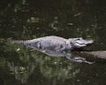 Alligator Stock Photos. Alligator close-up profile view in the water basking in sunlight with a body reflection in the water Royalty Free Stock Photo