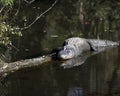 Alligator Stock Photos.  Alligator close-up profile view in the water basking in sunlight with a body reflection in the water Royalty Free Stock Photo