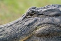 An Alligator Closeup
