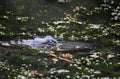 Alligator with Cloudy Eyes in the Bayou