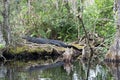 Alligator in Corkscrew swamp