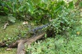 Alligator at Corkscrew Swamp Sanctuary