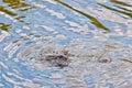 Alligator in creek with dragon fly on nose Royalty Free Stock Photo