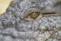 Alligator or crocodile animals eyes closeup, dangerous alligator