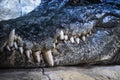 Alligator crocodile big tooth and muzzle, close up. Dangerous reptile