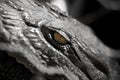 Alligator Crocodile Eye Royalty Free Stock Photo