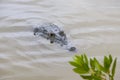 An Alligator or Crocodile hiding in the muddy water