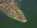 alligator crocodile swimming in green water Royalty Free Stock Photo
