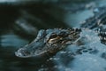Alligator, crocodile, water, pretty, teeth, eyes, danger, photography, blue, scary, orange, scales,